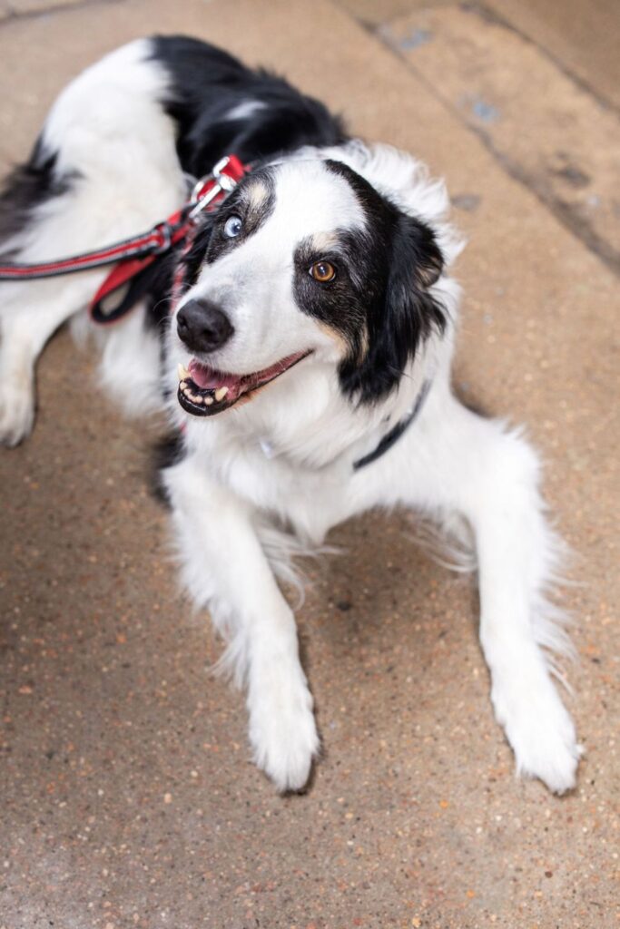 A dog at a wedding